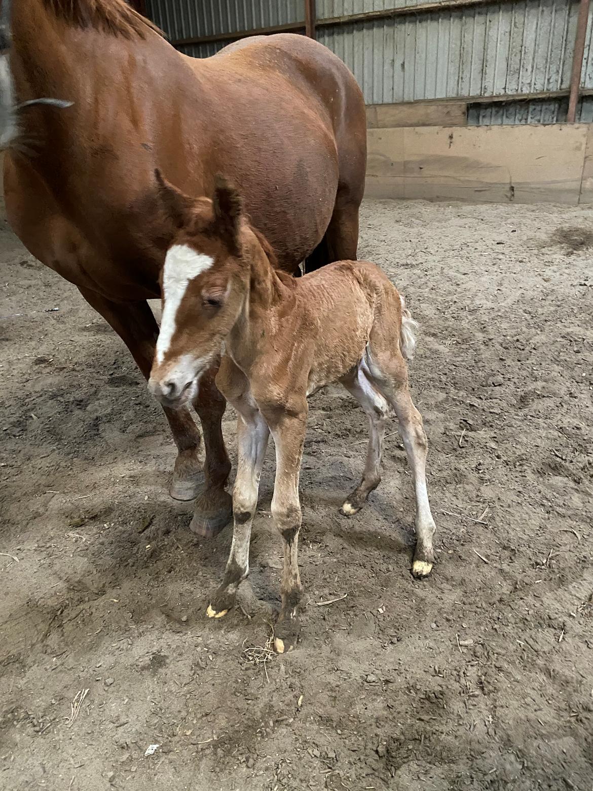 Frederiksborg Wedes Grot Fra Fogedgaard  billede 8