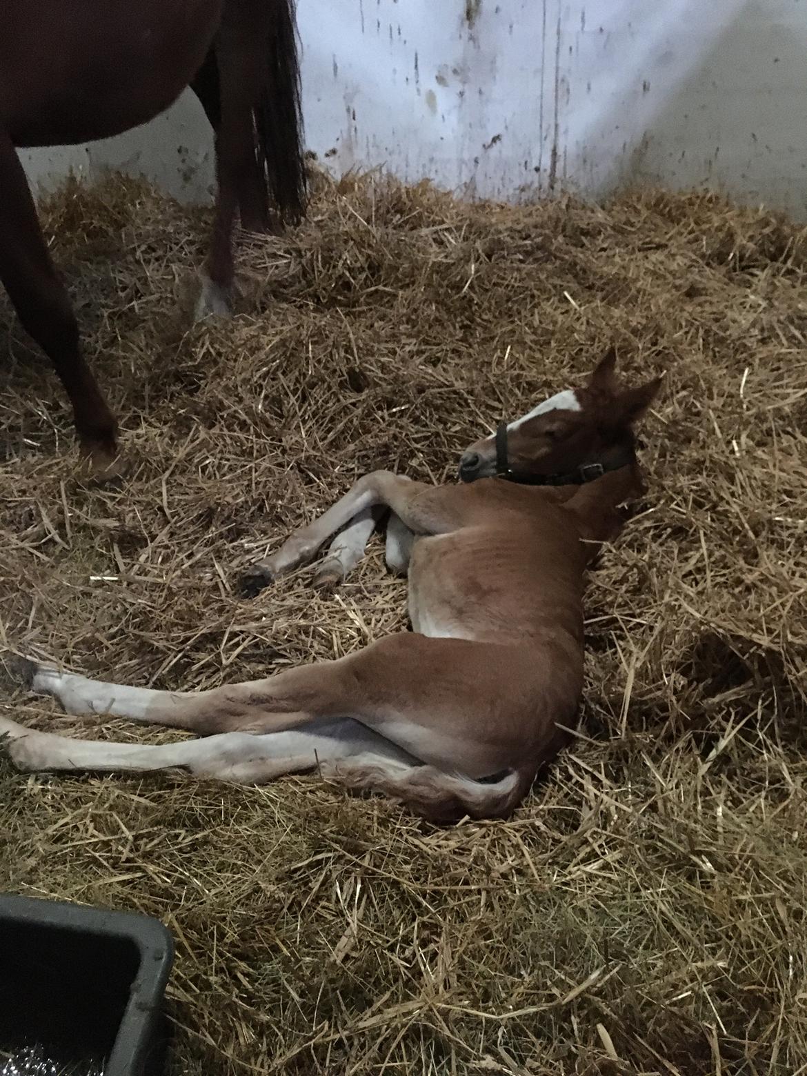 Frederiksborg Wedes Grot Fra Fogedgaard  billede 9