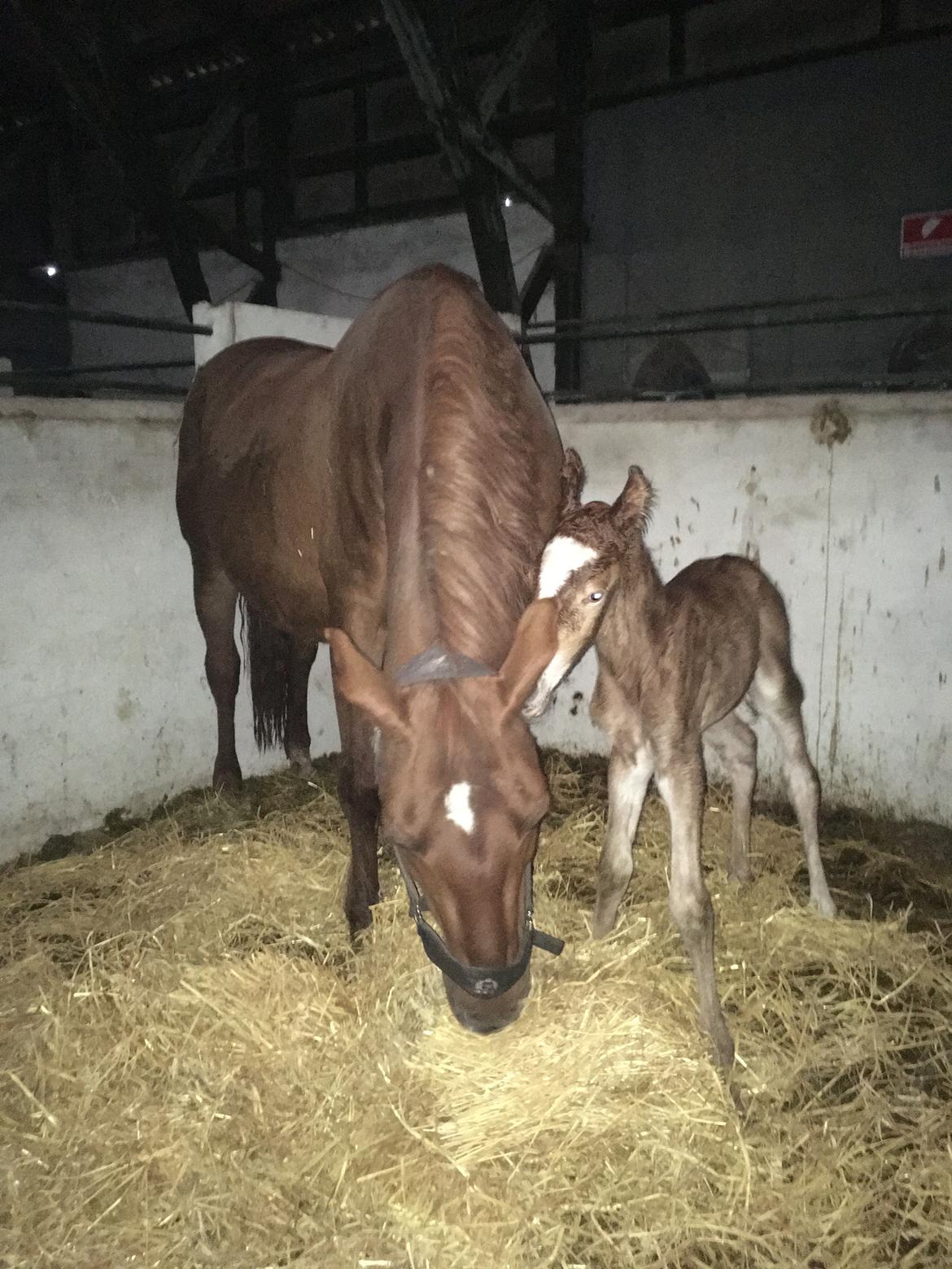 Frederiksborg Wedes Grot Fra Fogedgaard  billede 5
