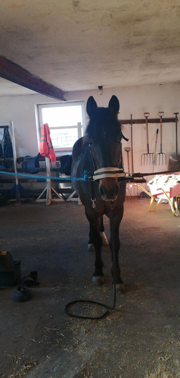 Traver Laban Act billede 5