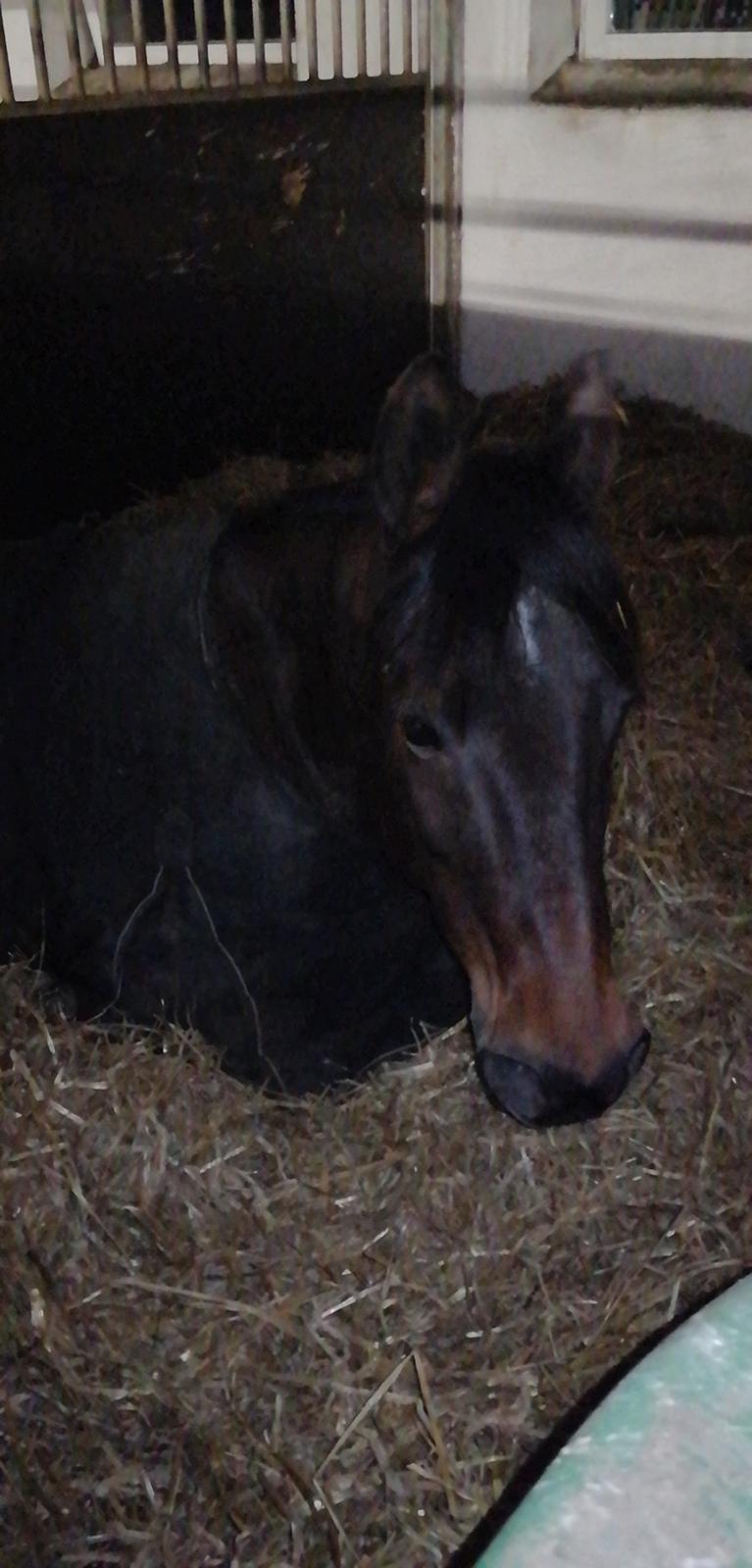 Traver Laban Act billede 7