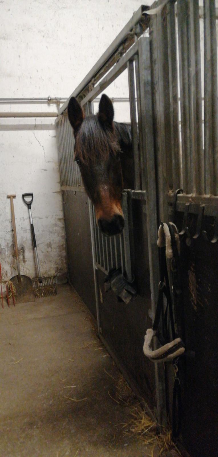 Traver Laban Act billede 12