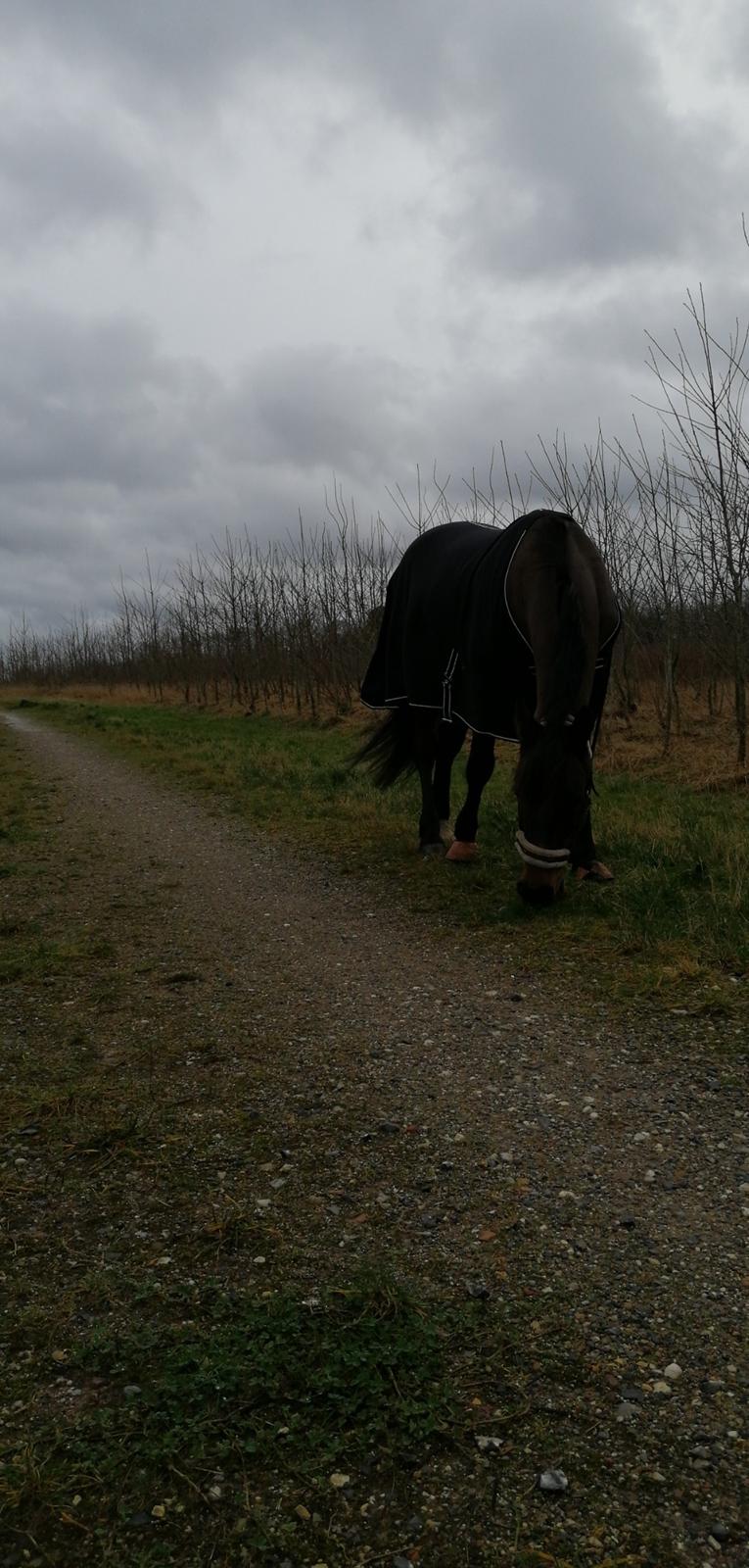 Traver Laban Act billede 10