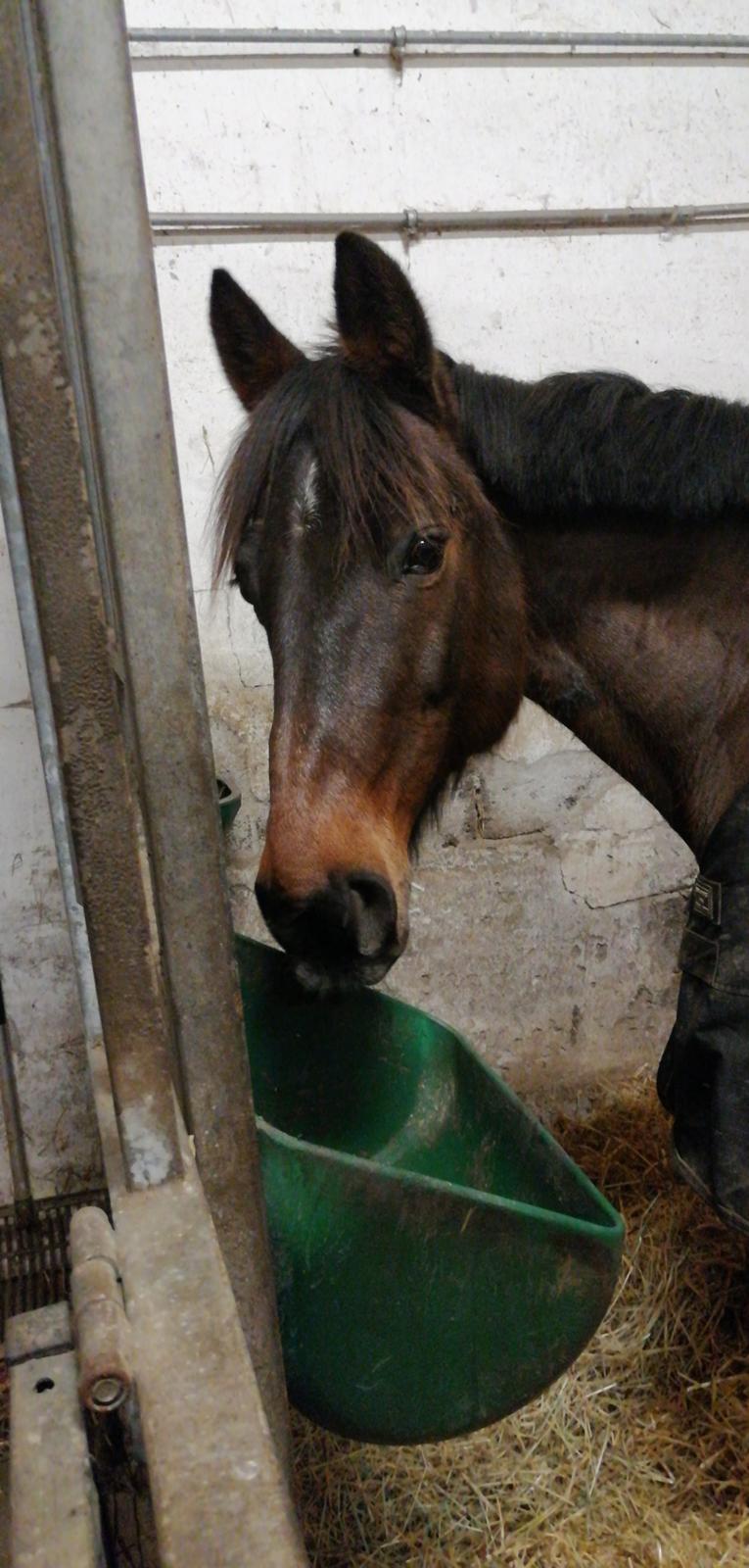 Traver Laban Act billede 9