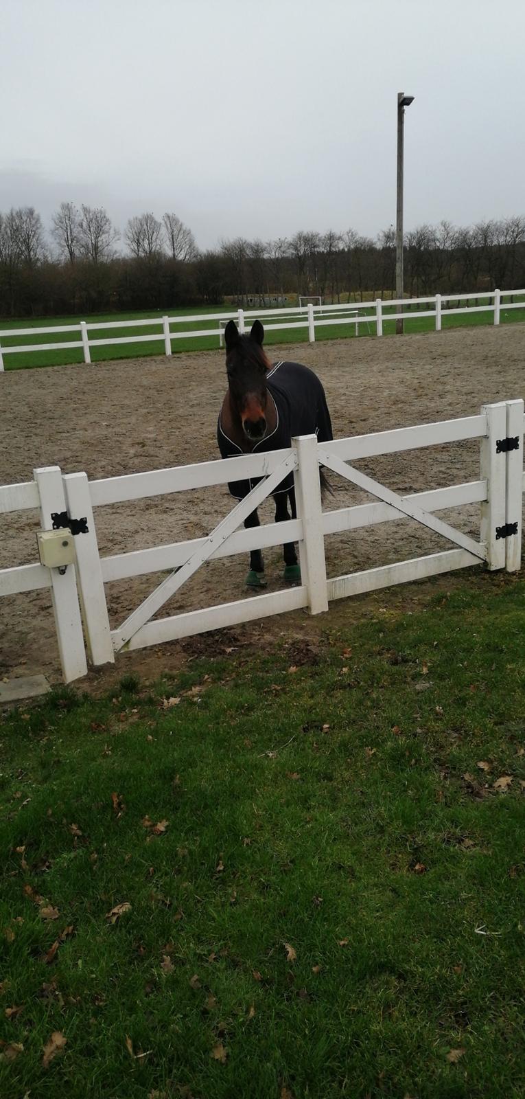 Traver Laban Act billede 13