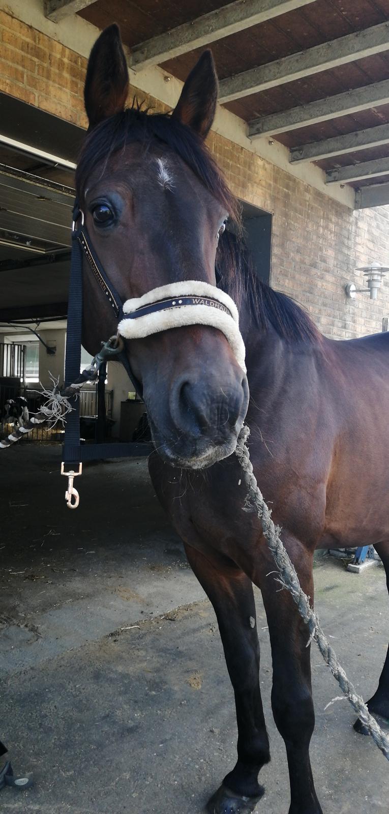 Traver Laban Act billede 15