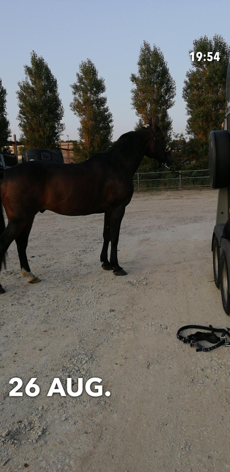 Traver Laban Act billede 14