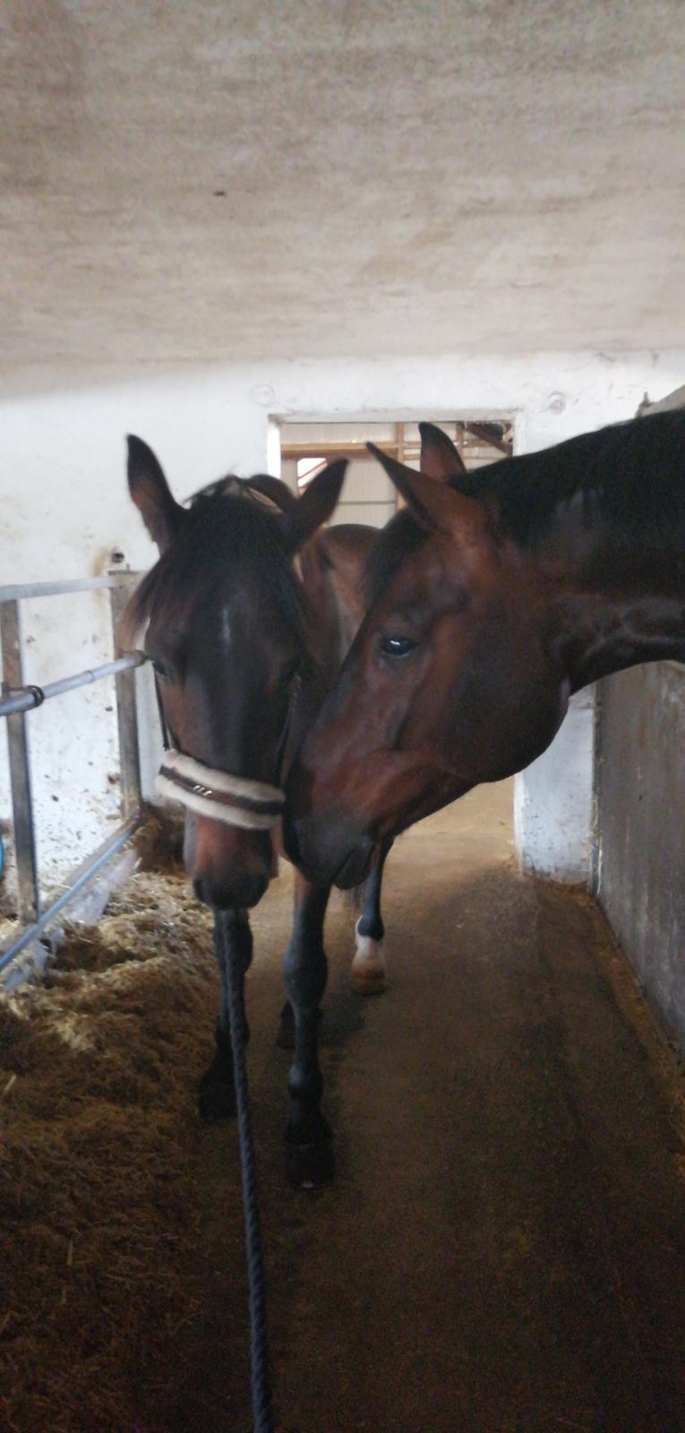 Traver Laban Act billede 17