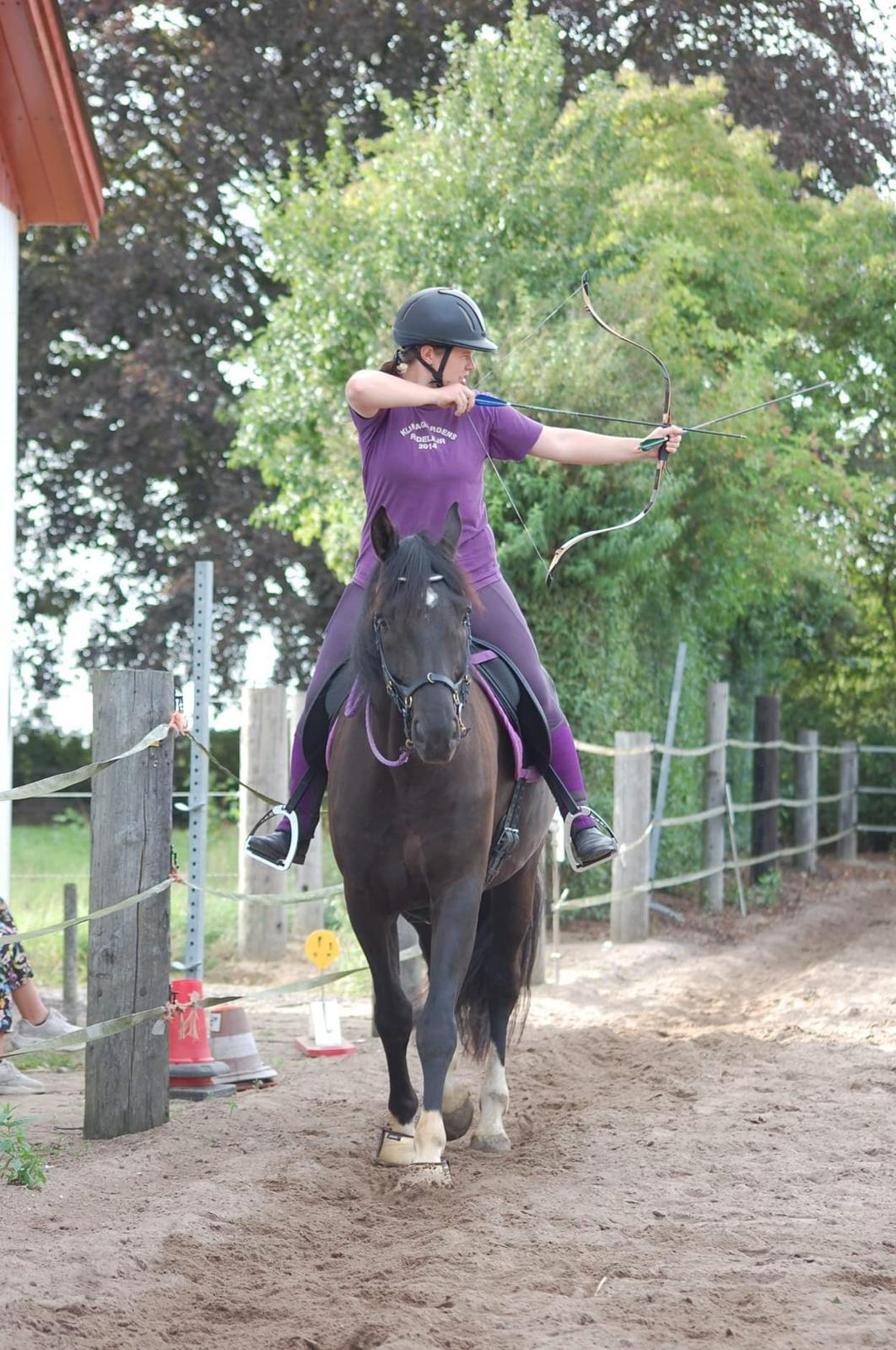 Dansk Varmblod Point Zerro Firfod  billede 2