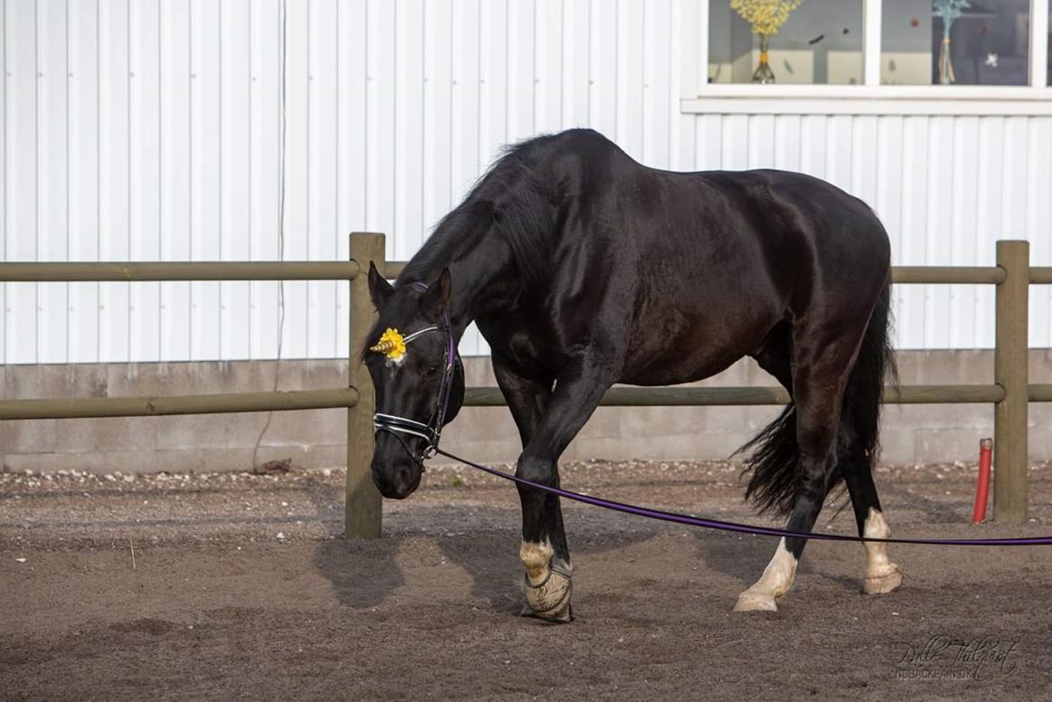 Dansk Varmblod Point Zerro Firfod  billede 4