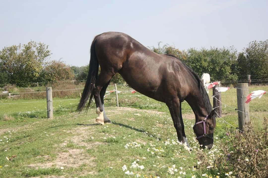 Dansk Varmblod Point Zerro Firfod  billede 5