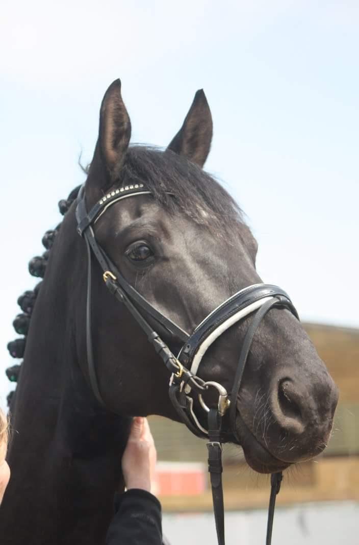 Dansk Varmblod Point Zerro Firfod  billede 1