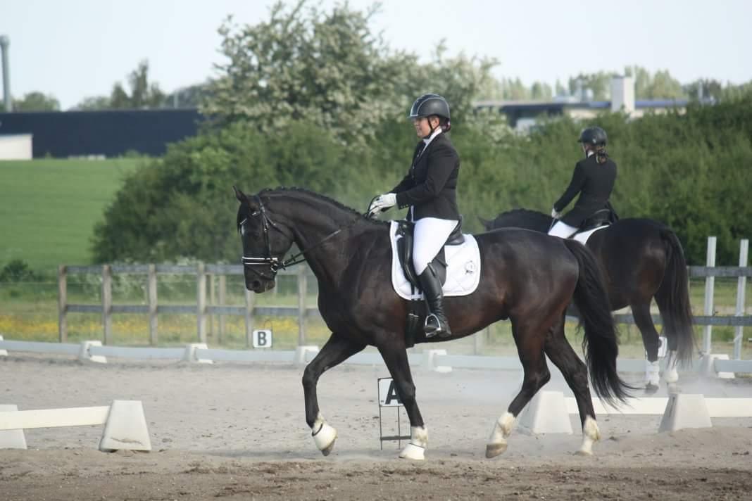 Dansk Varmblod Point Zerro Firfod  billede 7