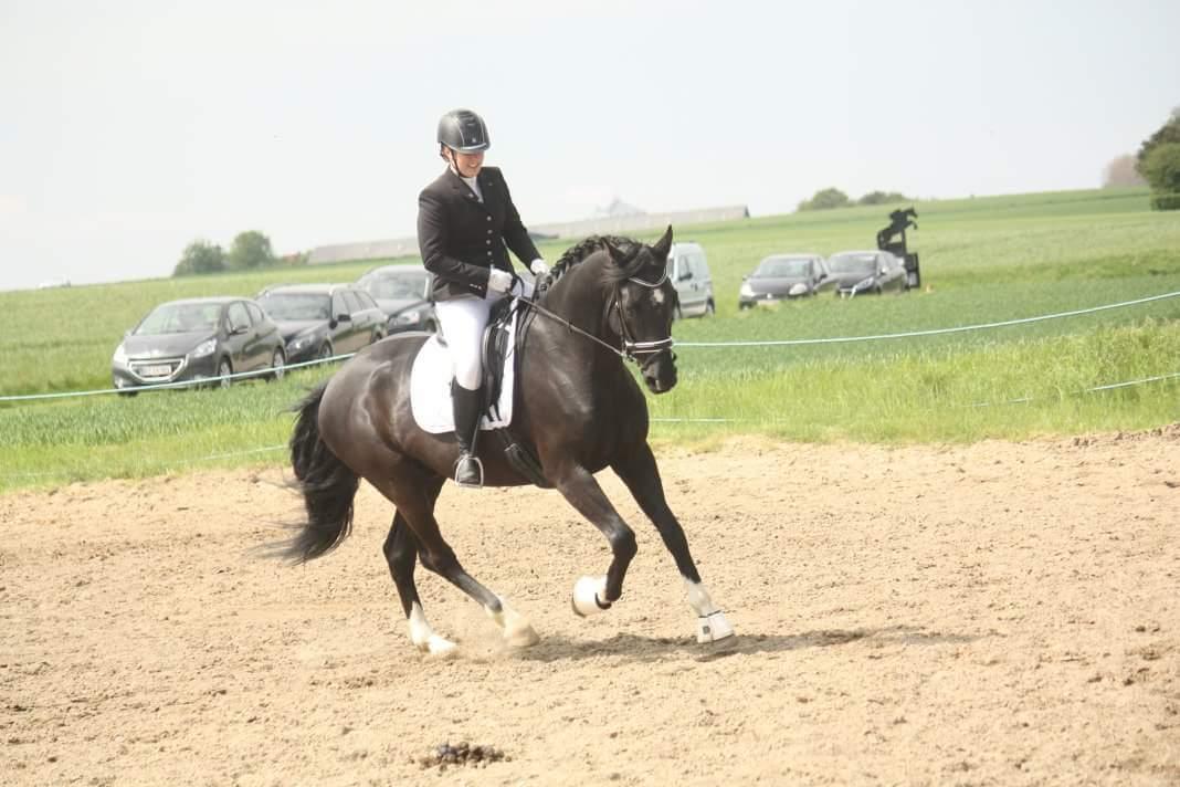 Dansk Varmblod Point Zerro Firfod  billede 3