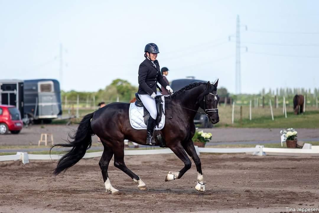 Dansk Varmblod Point Zerro Firfod  billede 12