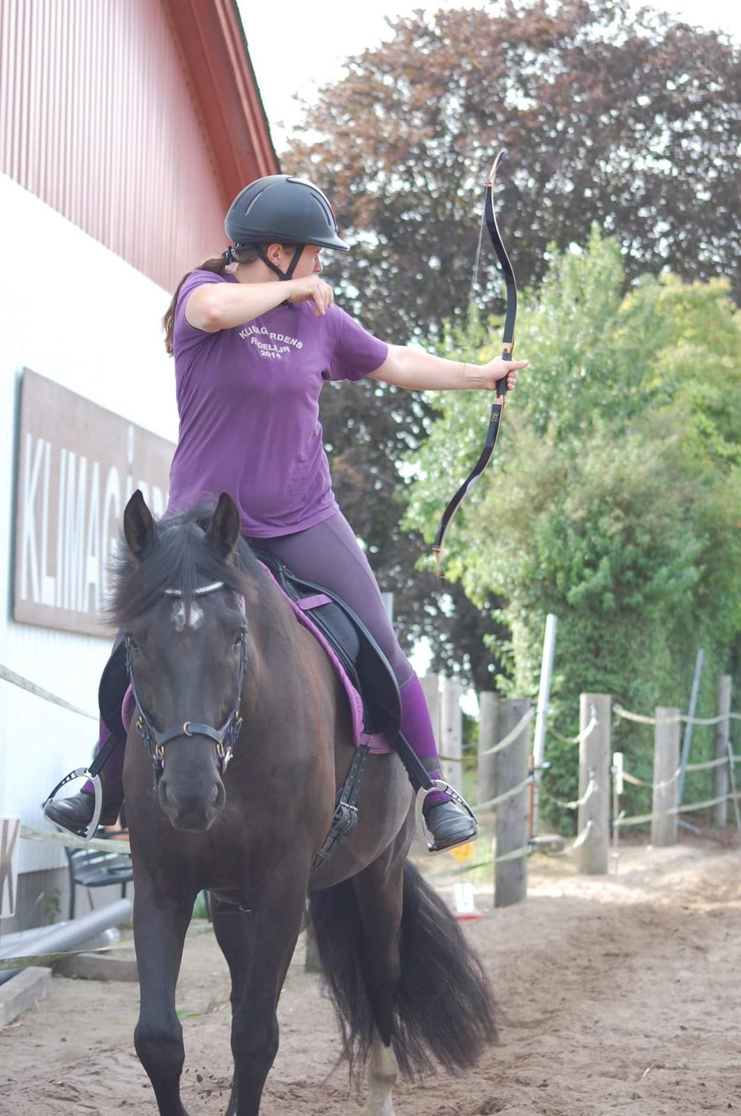 Dansk Varmblod Point Zerro Firfod  billede 8