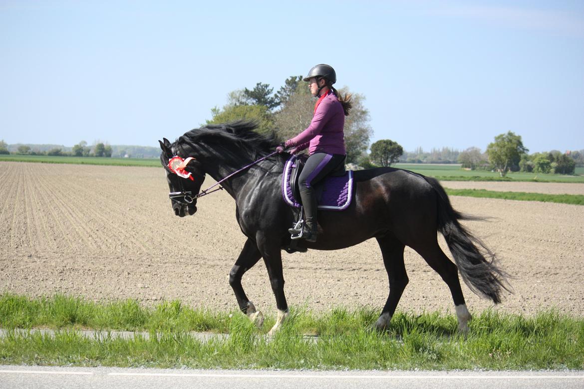 Dansk Varmblod Point Zerro Firfod  billede 10