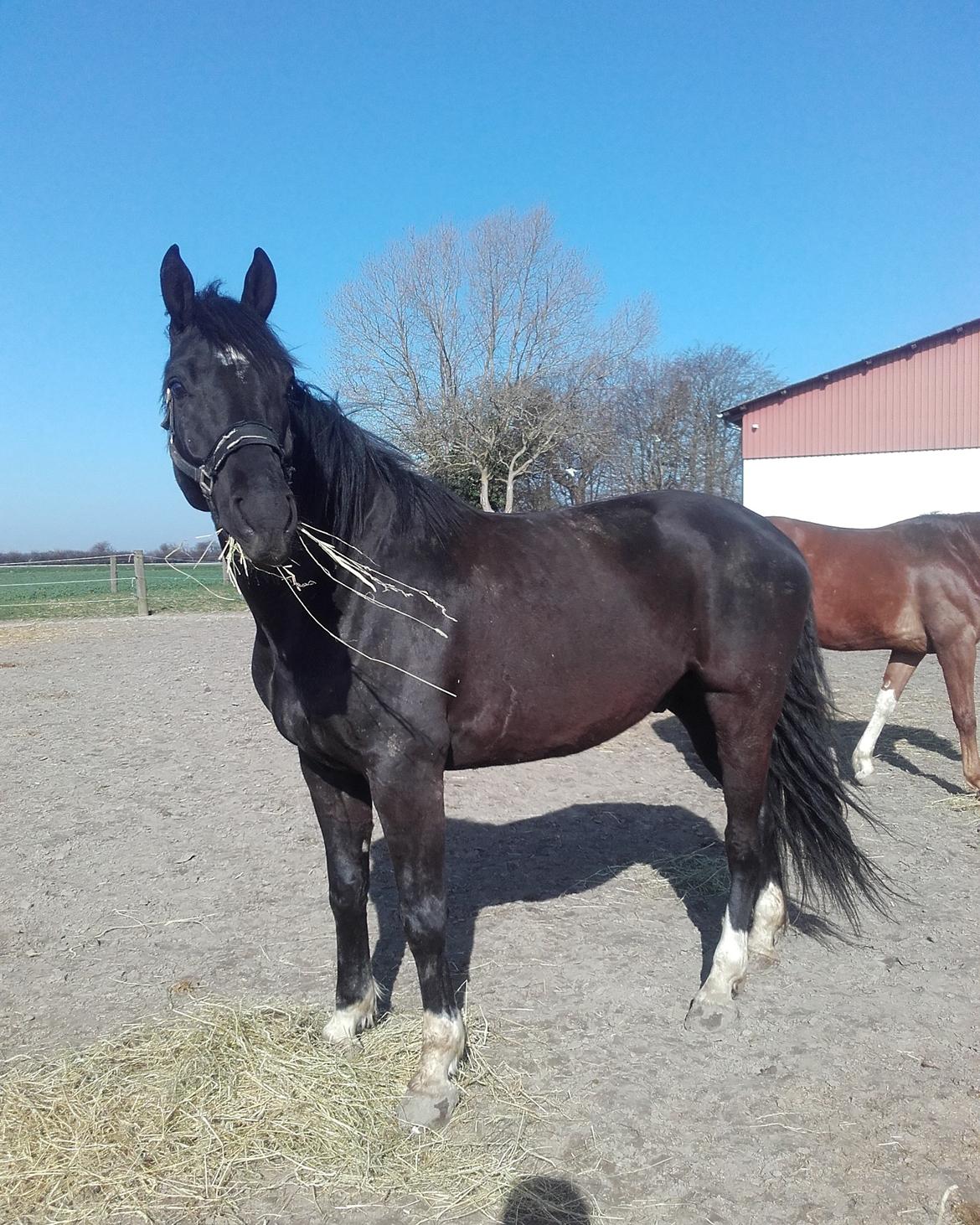 Dansk Varmblod Point Zerro Firfod  billede 6