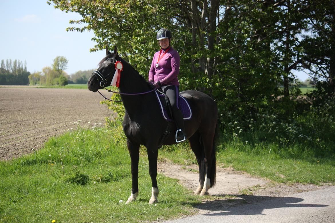 Dansk Varmblod Point Zerro Firfod  billede 18