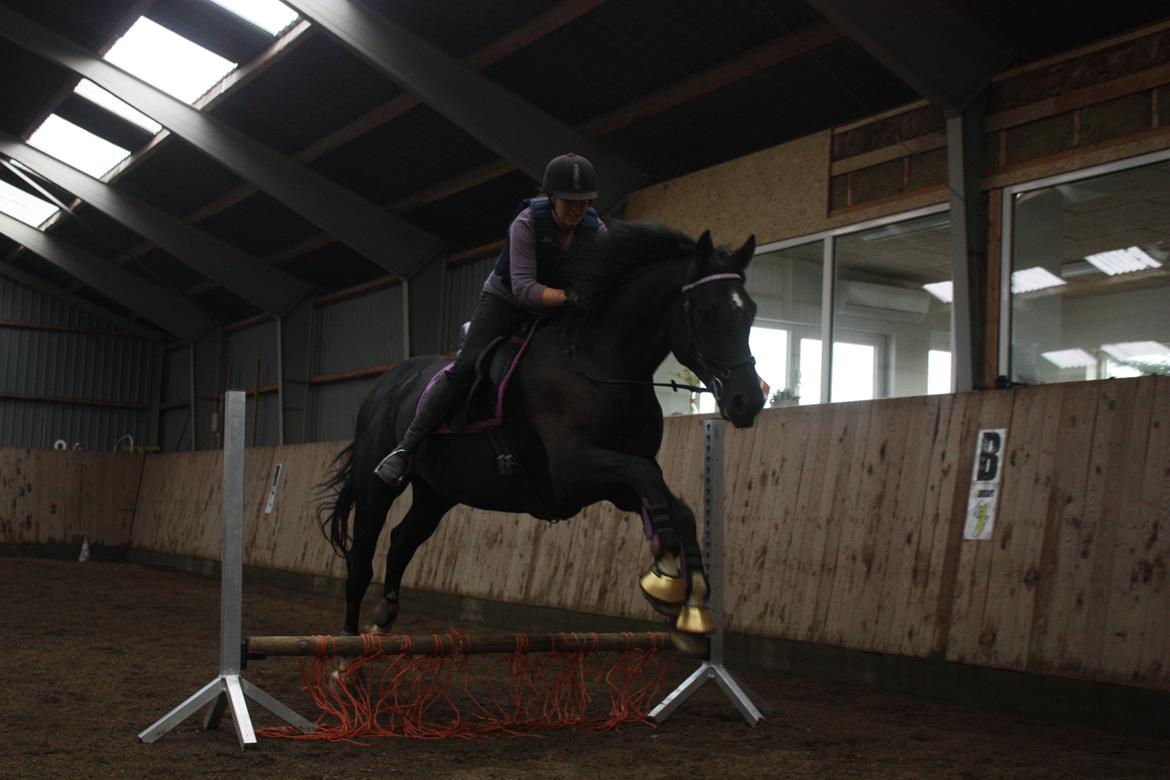 Dansk Varmblod Point Zerro Firfod  billede 13