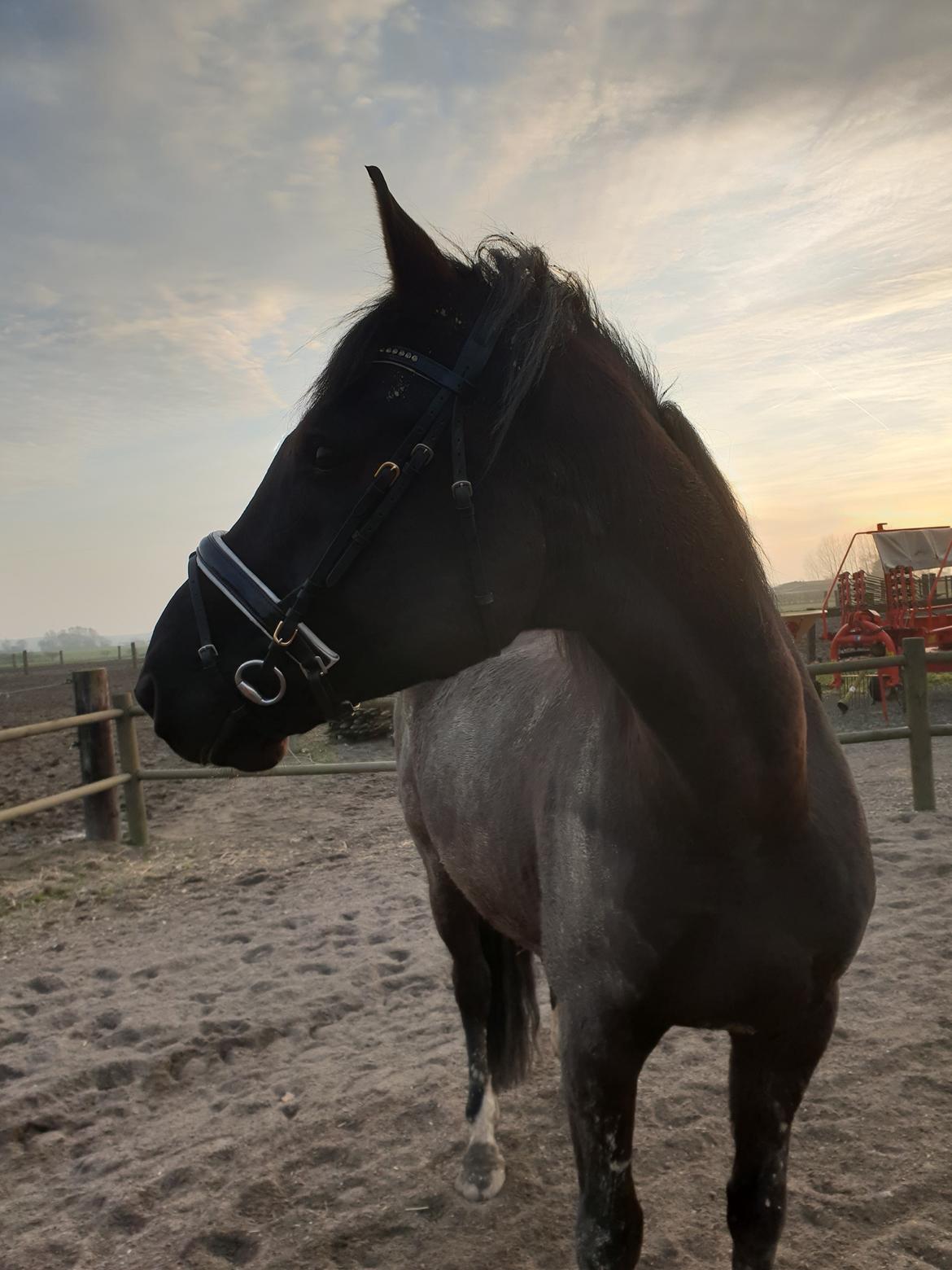 Dansk Varmblod Point Zerro Firfod  billede 17