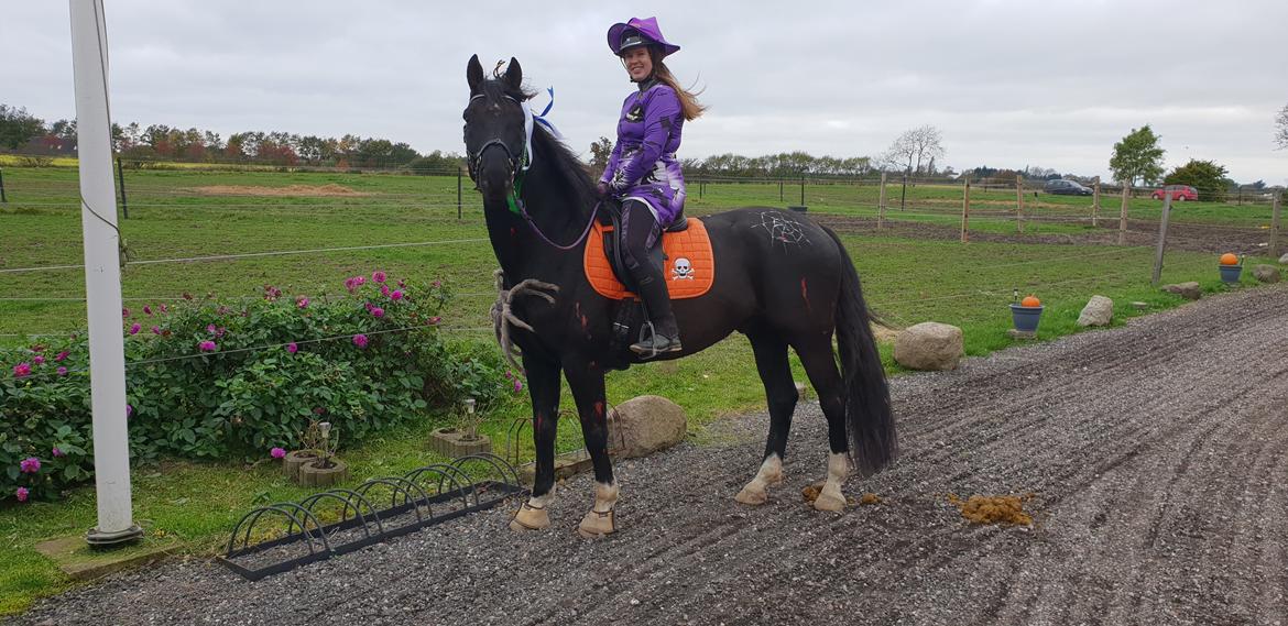 Dansk Varmblod Point Zerro Firfod  billede 15