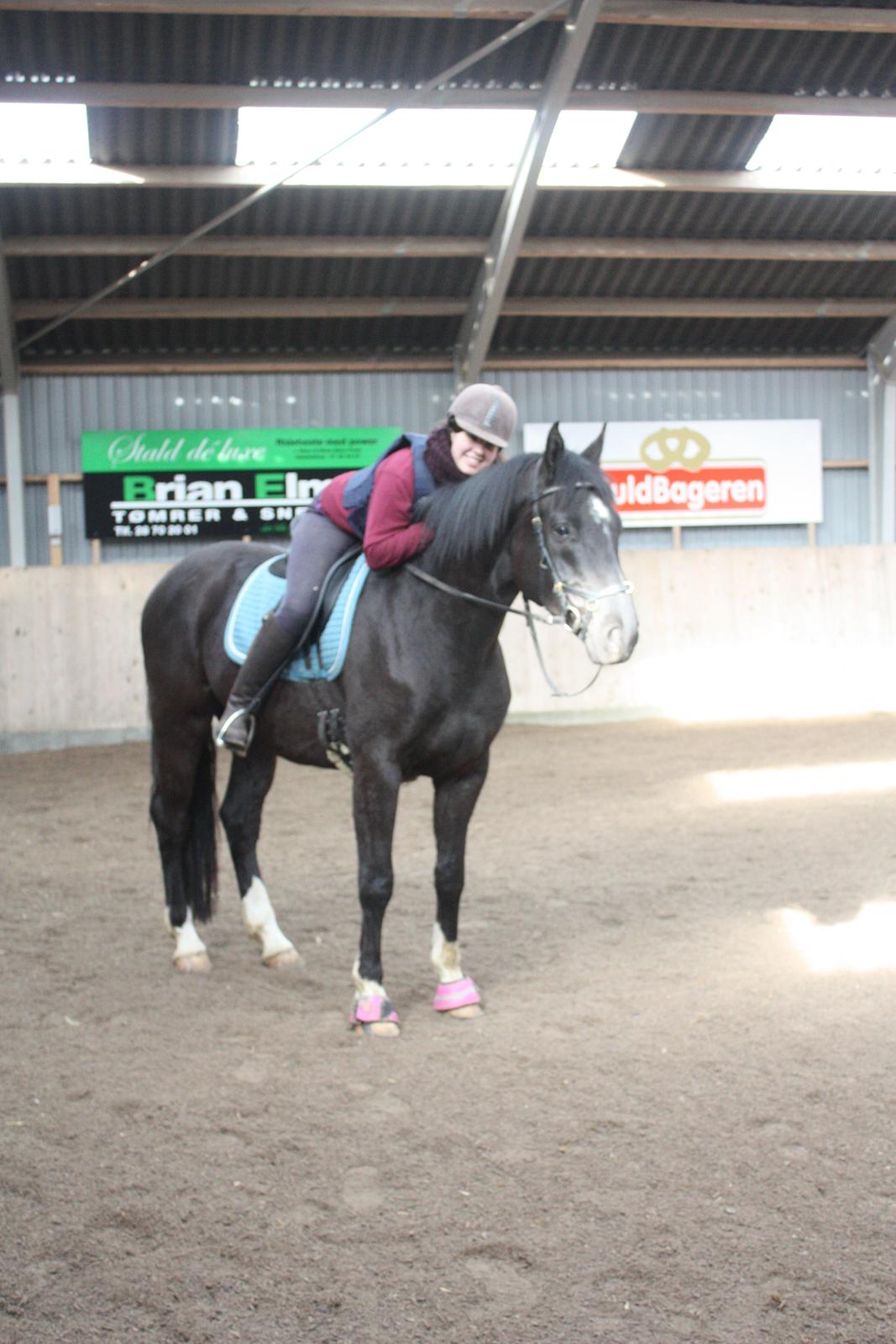 Dansk Varmblod Point Zerro Firfod  billede 14