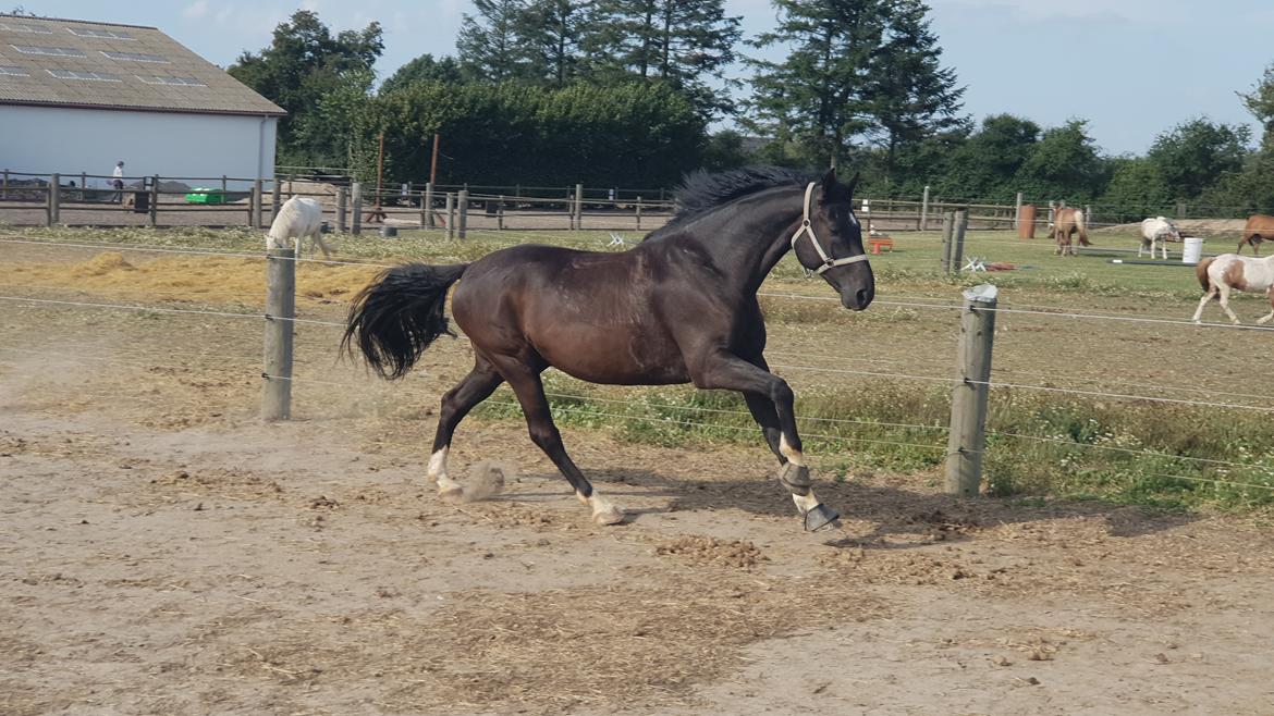 Dansk Varmblod Point Zerro Firfod  billede 16