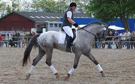 Knabstrupper John wayne- afdød avlshingst billede 18