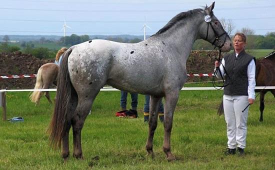 Knabstrupper John wayne- afdød avlshingst billede 17