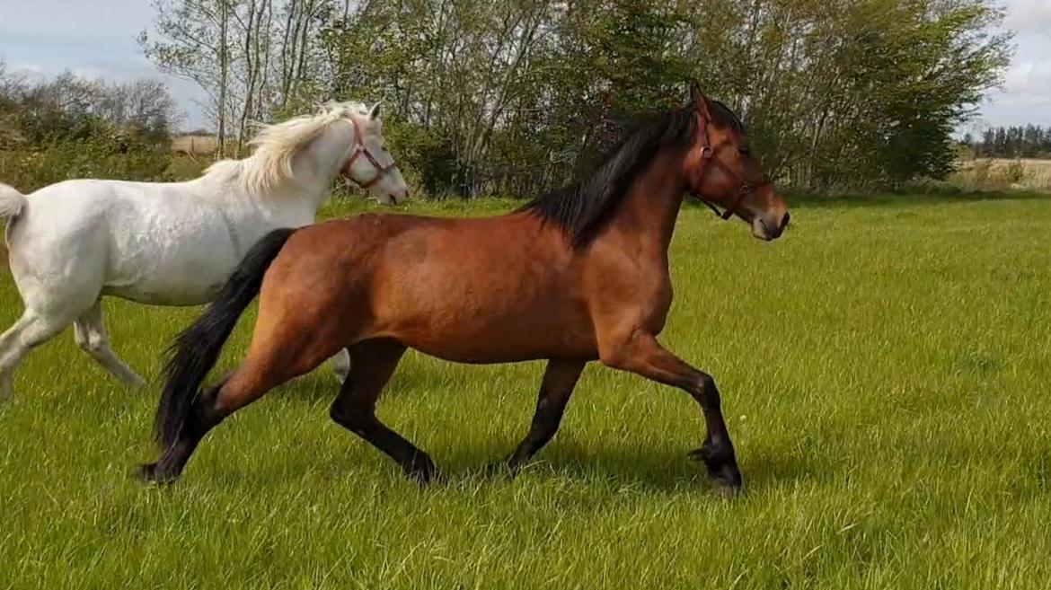 Anden særlig race Nabia SOLGT billede 20