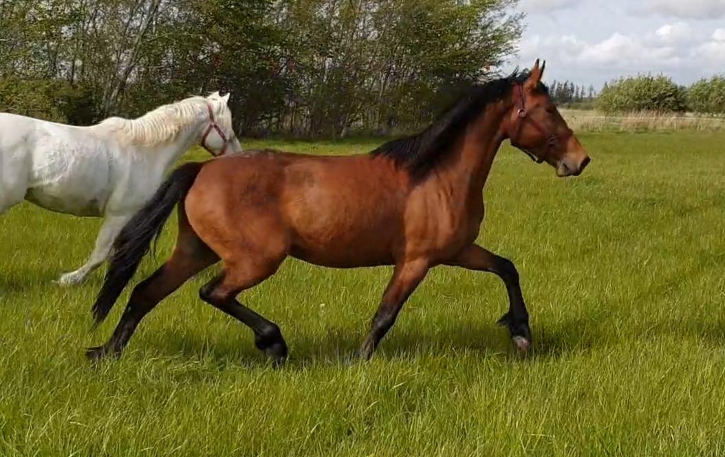 Anden særlig race Nabia SOLGT billede 3