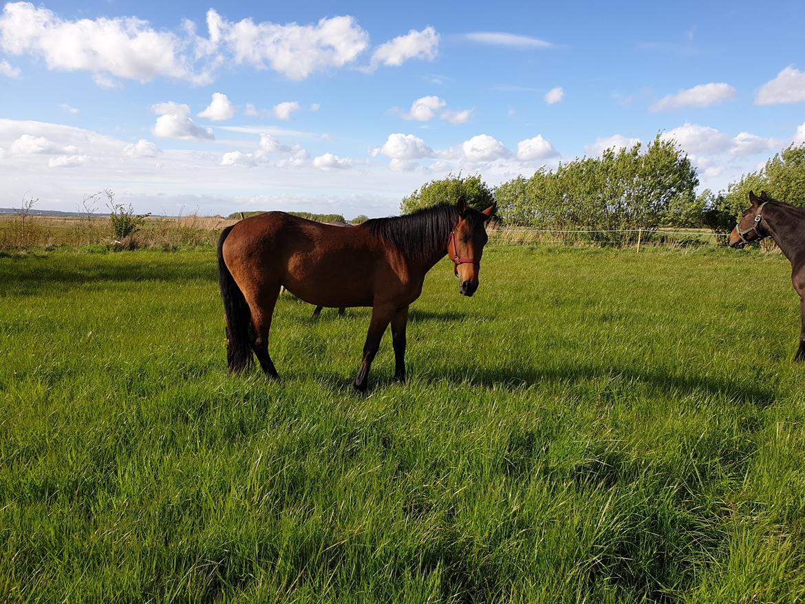 Anden særlig race Nabia SOLGT billede 19