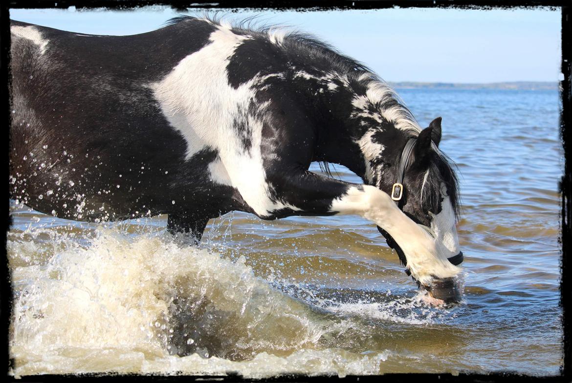 Tinker Trille billede 1