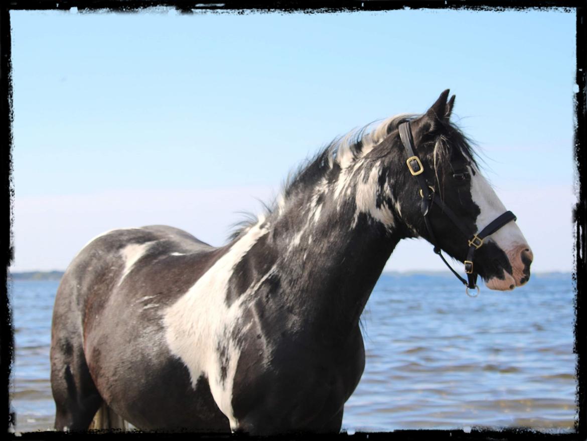 Tinker Trille billede 3