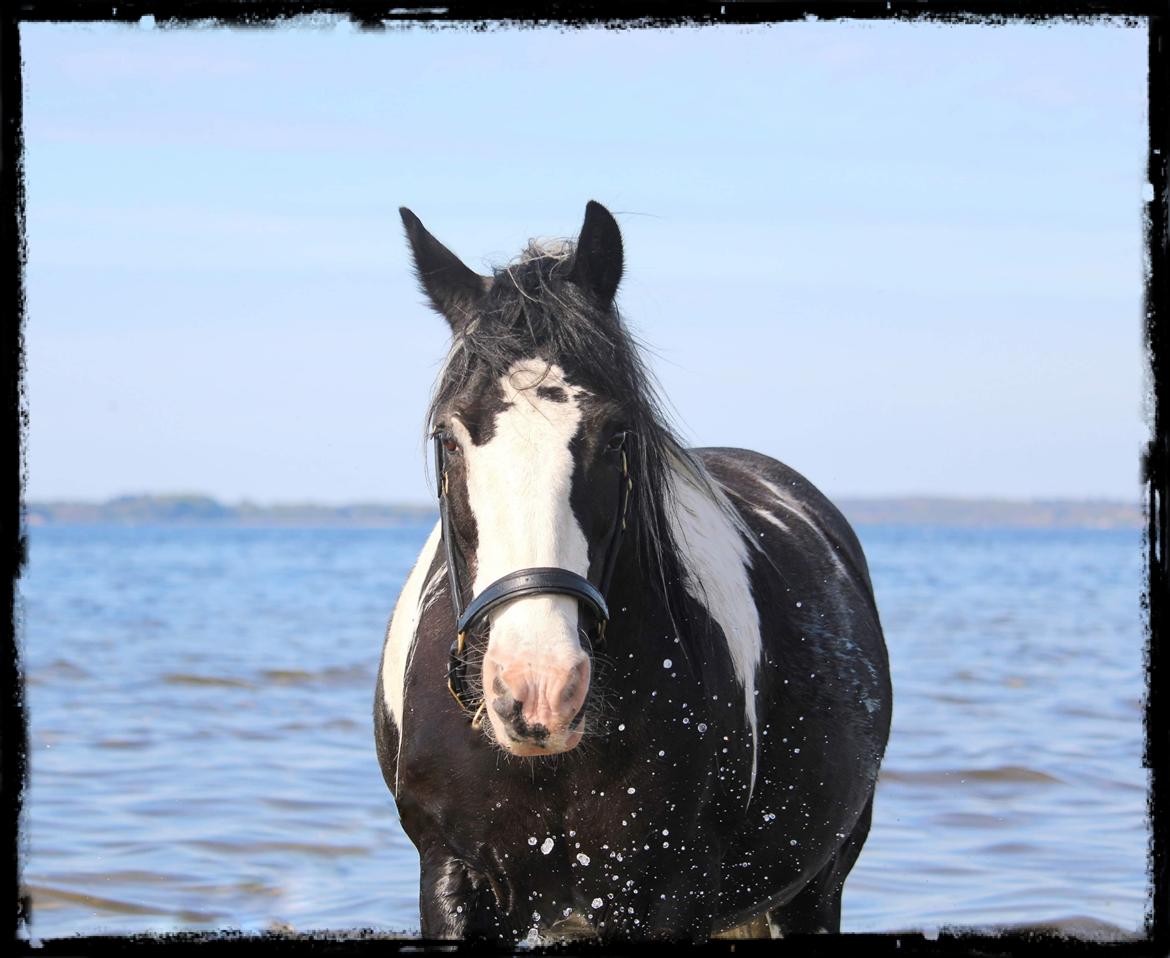 Tinker Trille billede 4