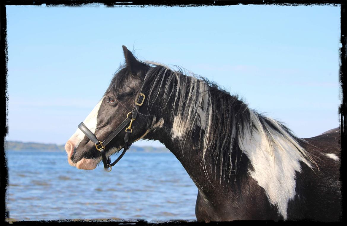 Tinker Trille billede 2