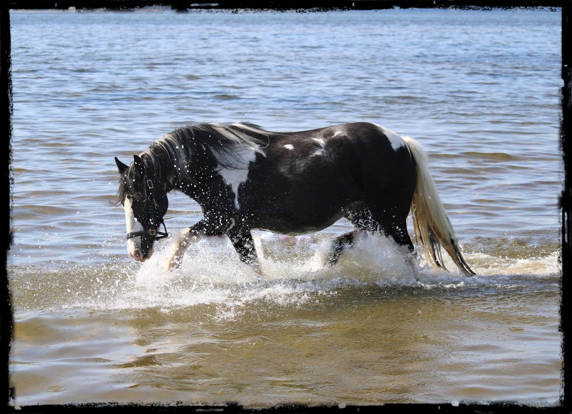 Tinker Trille billede 5