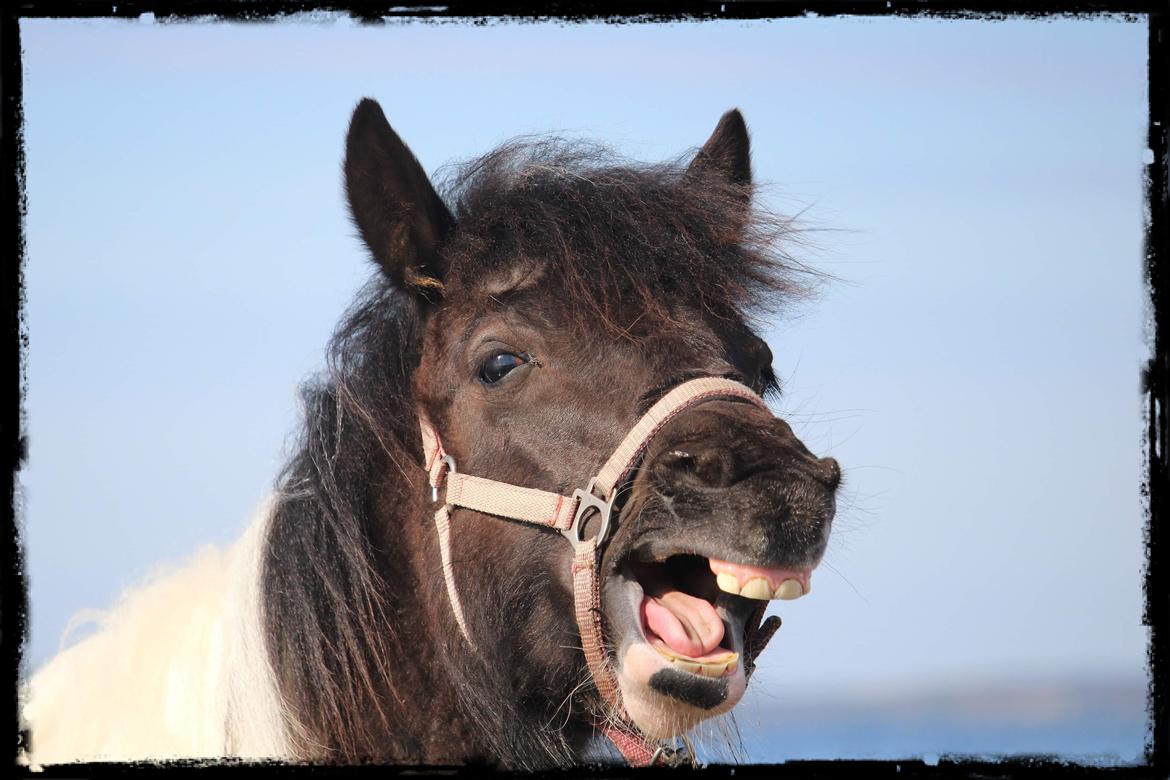 Anden særlig race Kiara billede 11