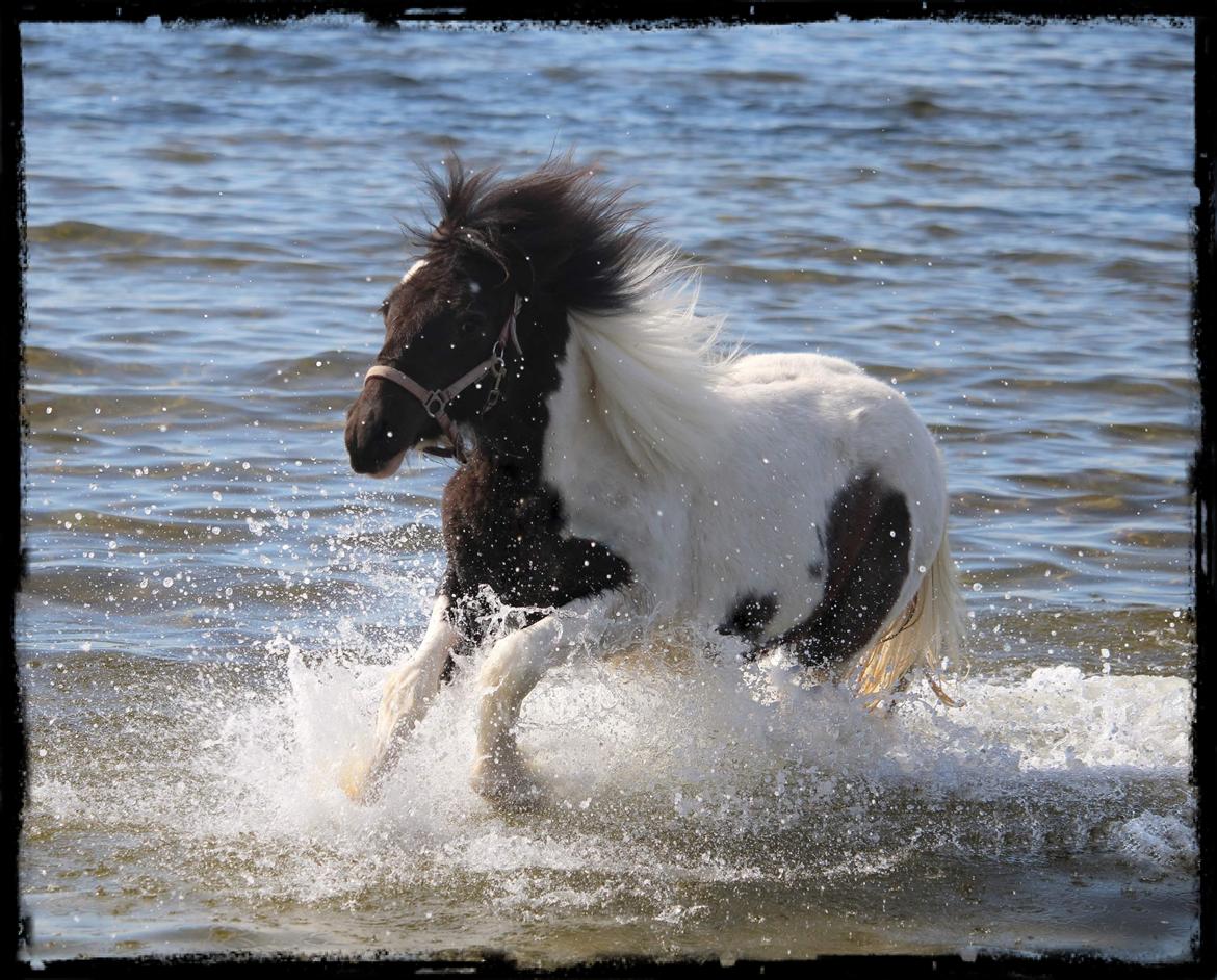 Anden særlig race Kiara billede 12