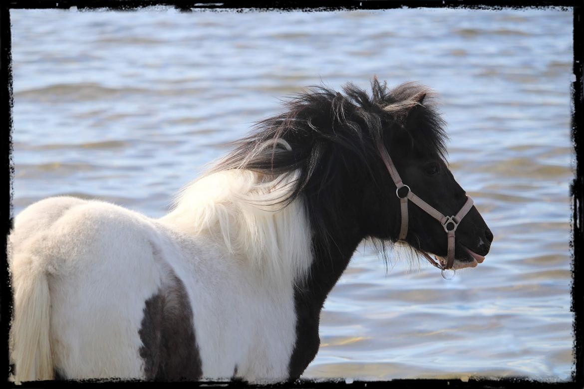 Anden særlig race Kiara billede 13