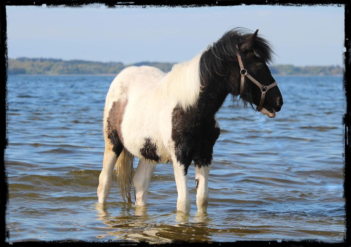 Anden særlig race Kiara billede 14