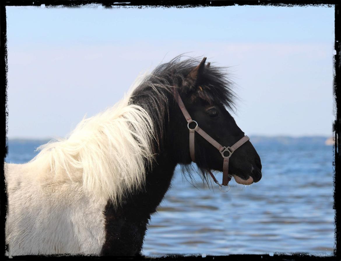 Anden særlig race Kiara billede 15