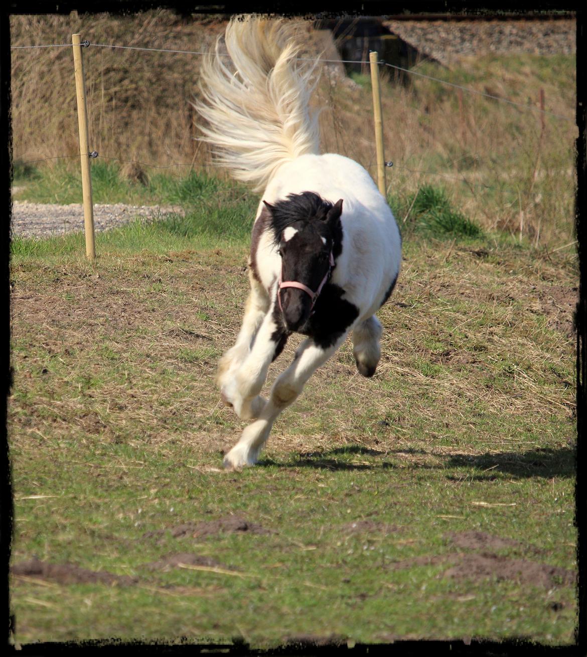 Anden særlig race Kiara billede 16