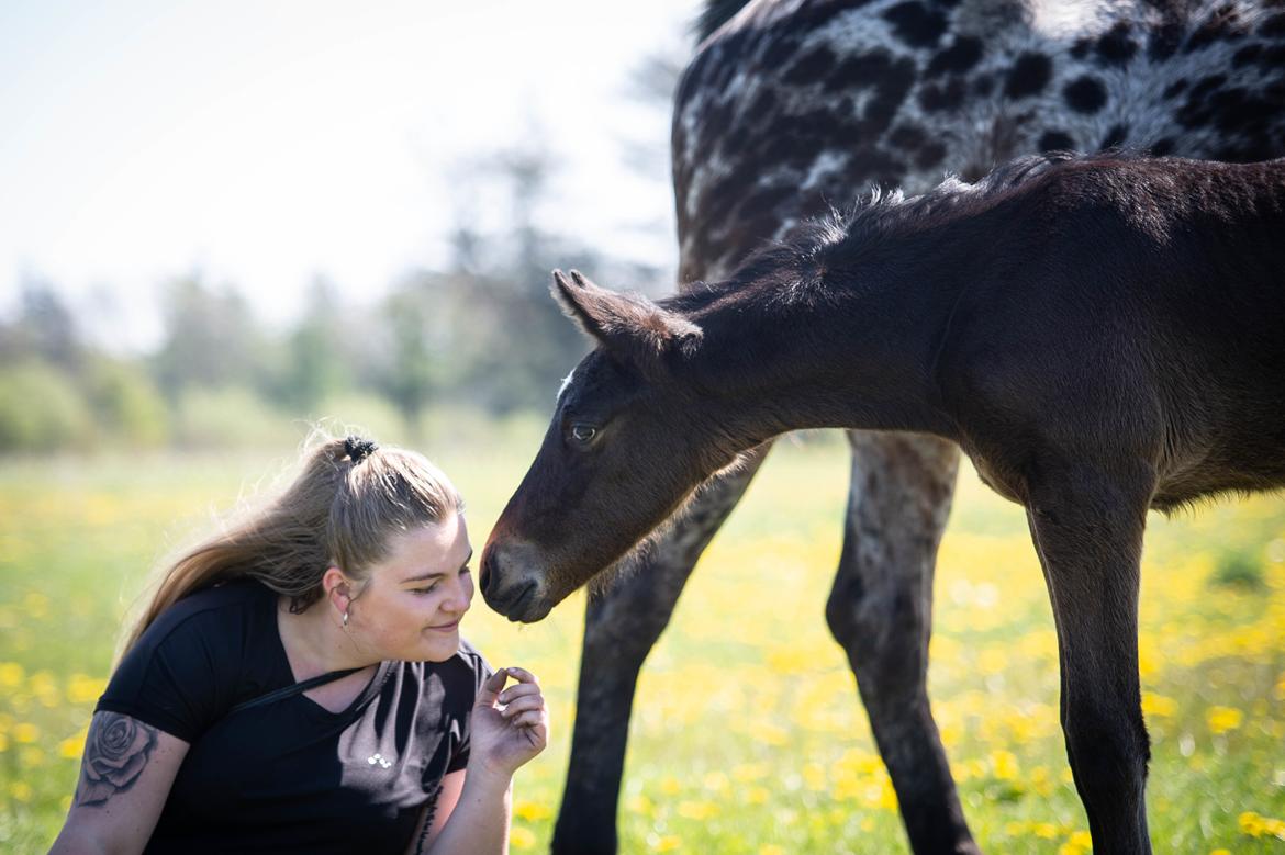 Knabstrupper Ingemanns Tahiti - 8 maj 2020 - knap 3 uger. Her med mig på billedet også. Vi fortæller lige hemmeligheder.  billede 8