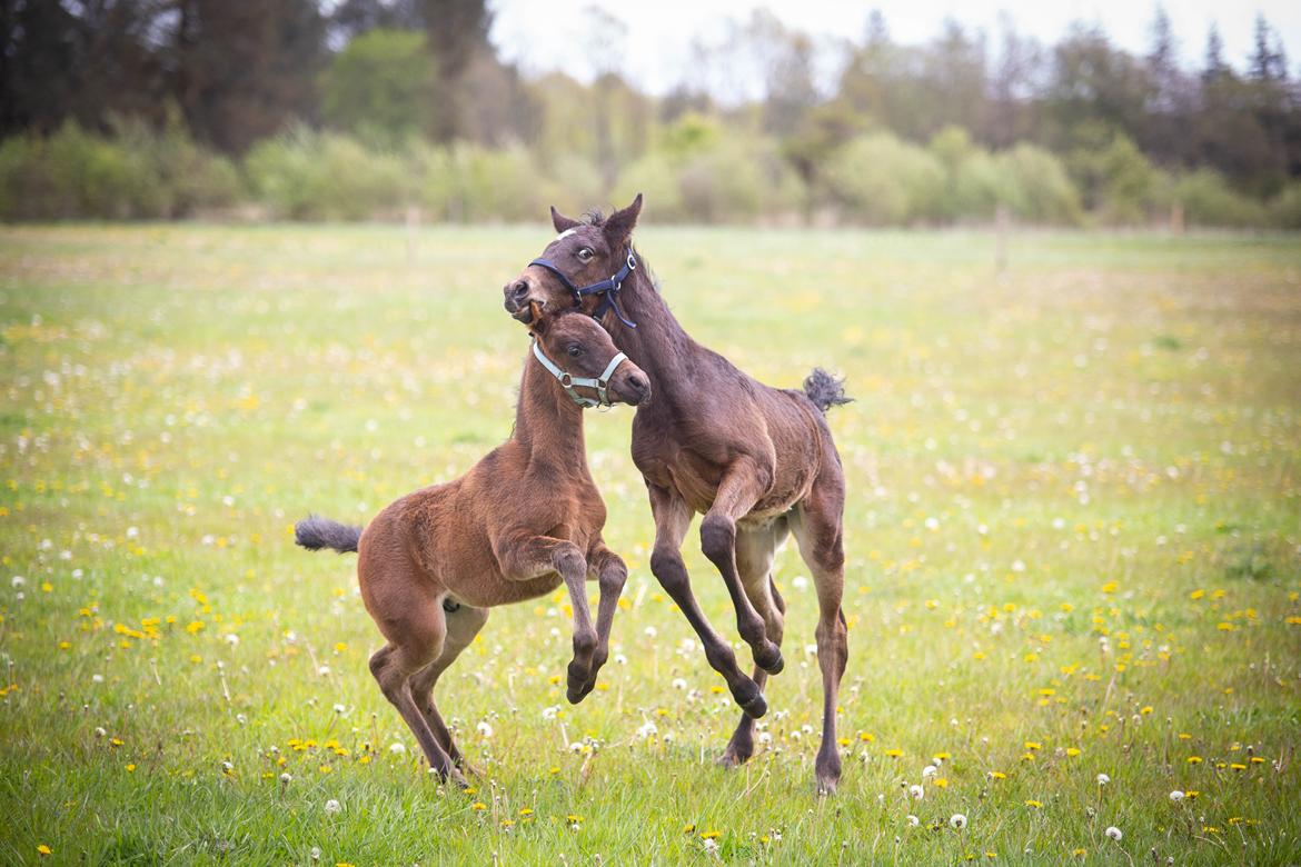 Knabstrupper Ingemanns Tahiti - Tahiti leger med Ingemanns Kos, som er født samme dag som ham. De har meget glæde af hinanden her i opvæksten. <3 15 maj 2020 - knap 4 uger.  billede 9