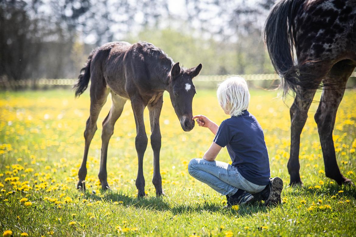 Knabstrupper Ingemanns Tahiti - 8 maj 2020 - knap 3 uger.  billede 10