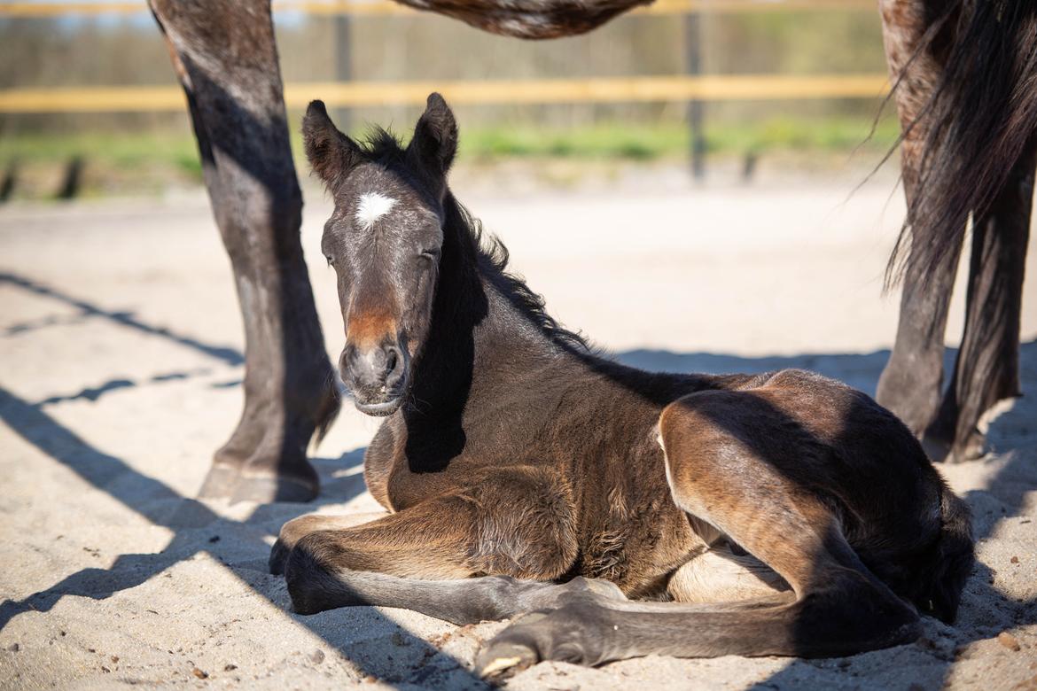 Knabstrupper Ingemanns Tahiti - 2 dage gammel billede 12