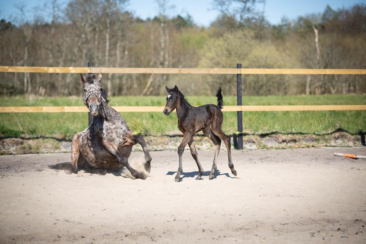 Knabstrupper Ingemanns Tahiti - 2 dage gammel  billede 14