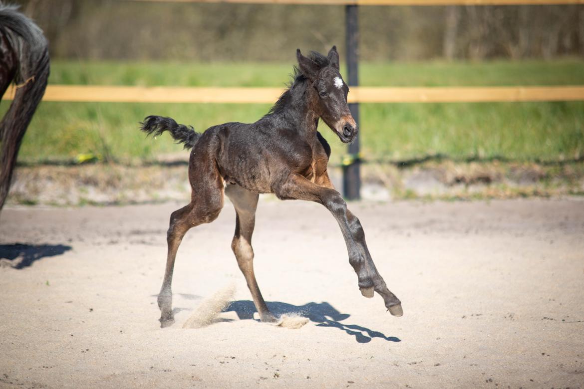 Knabstrupper Ingemanns Tahiti - 2 dage gammel billede 15